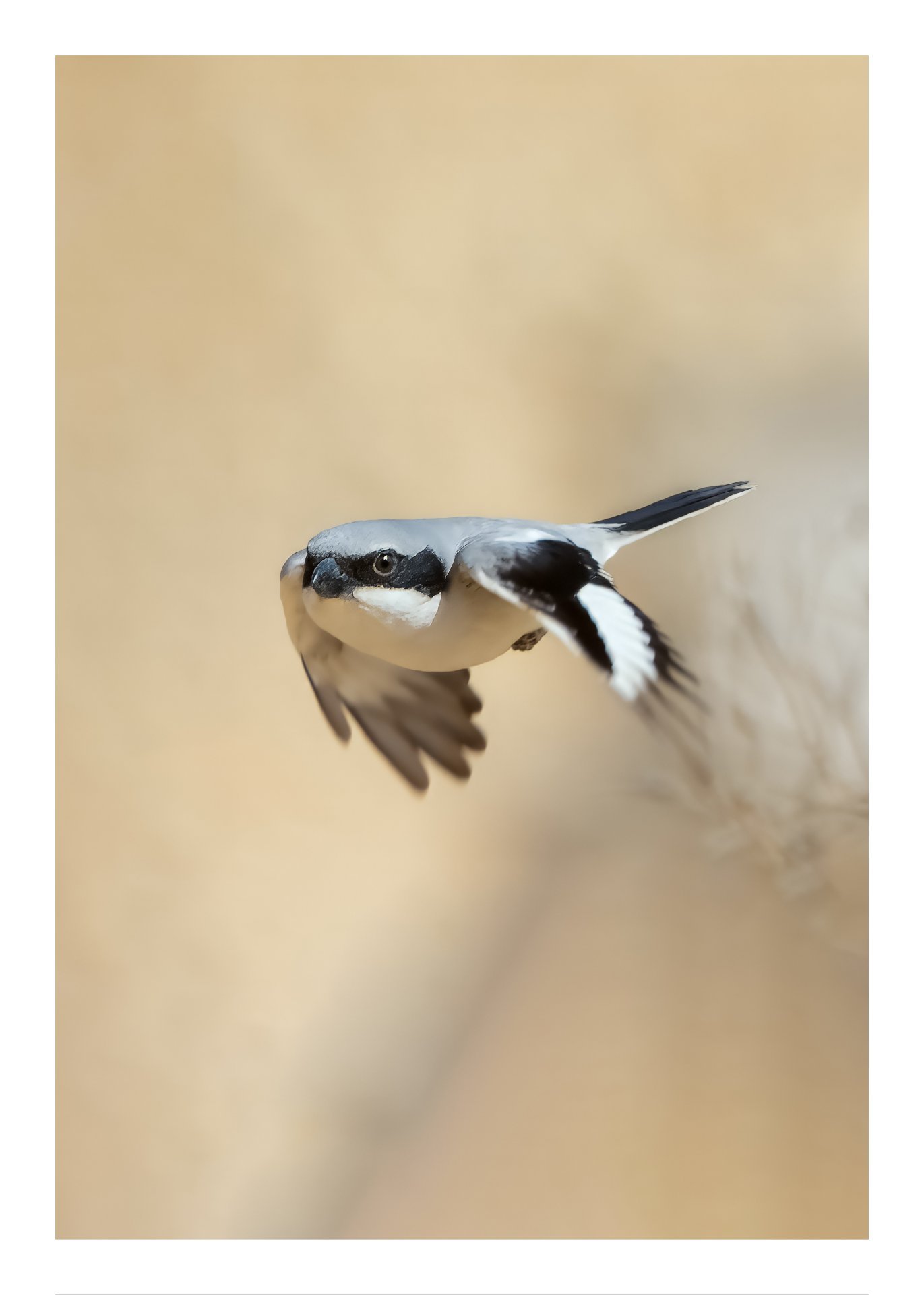  صرد رمادي كبير