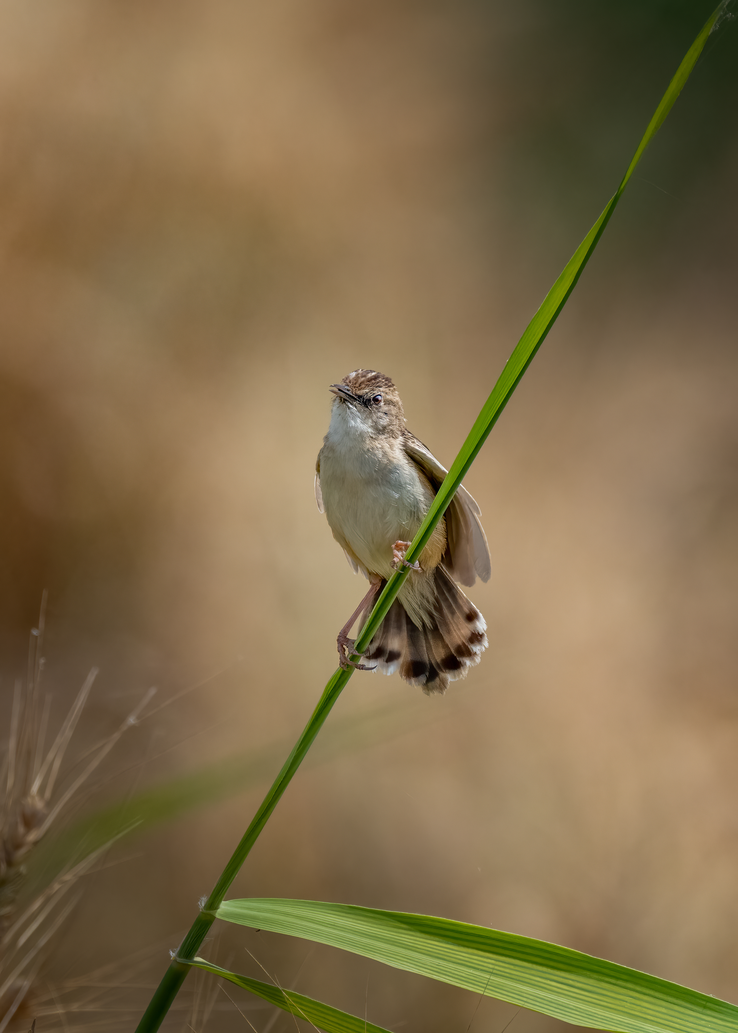 هازجة مروحية الذَنَب - Zitting Cisticola