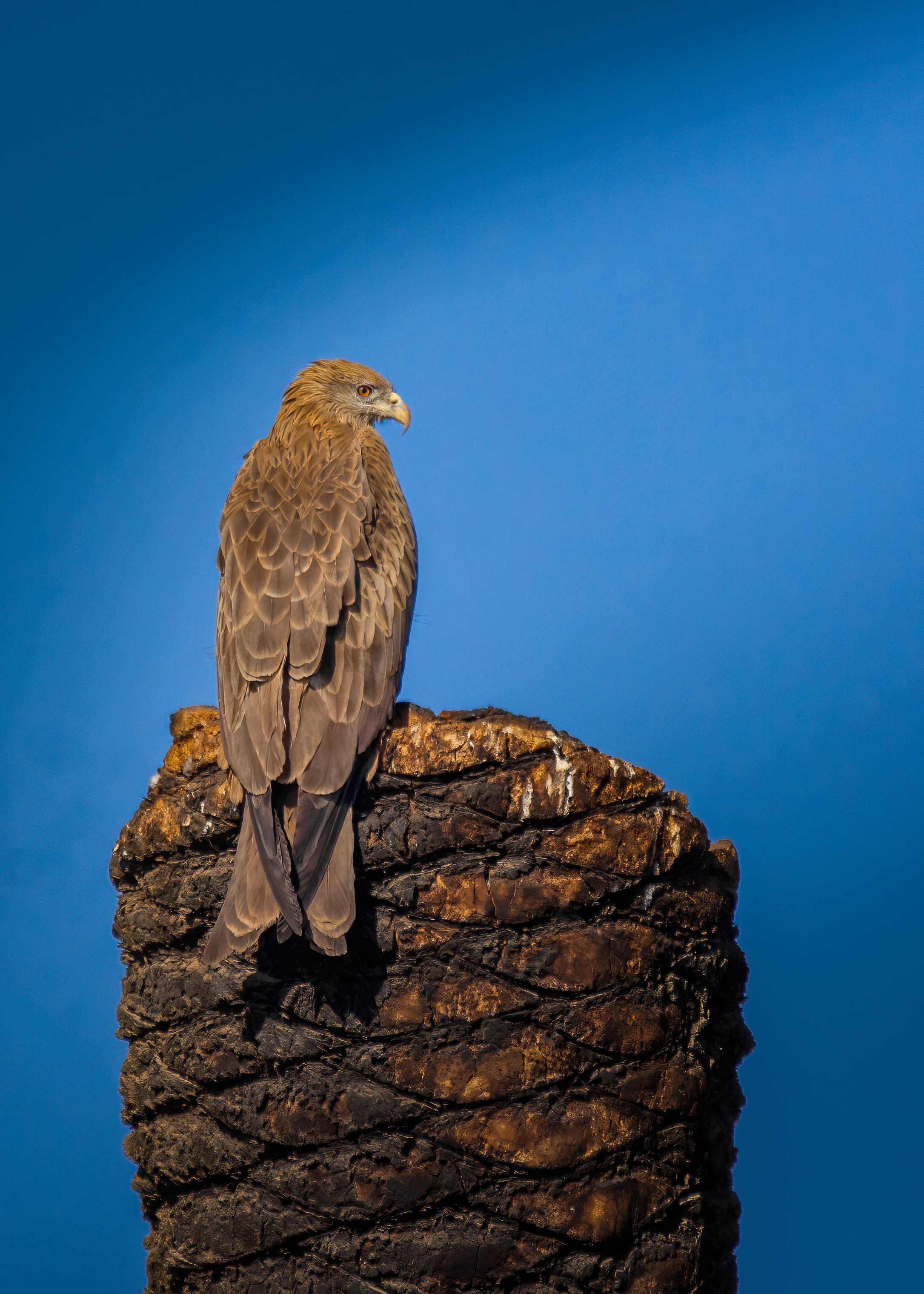 حداءة سوداء black kite