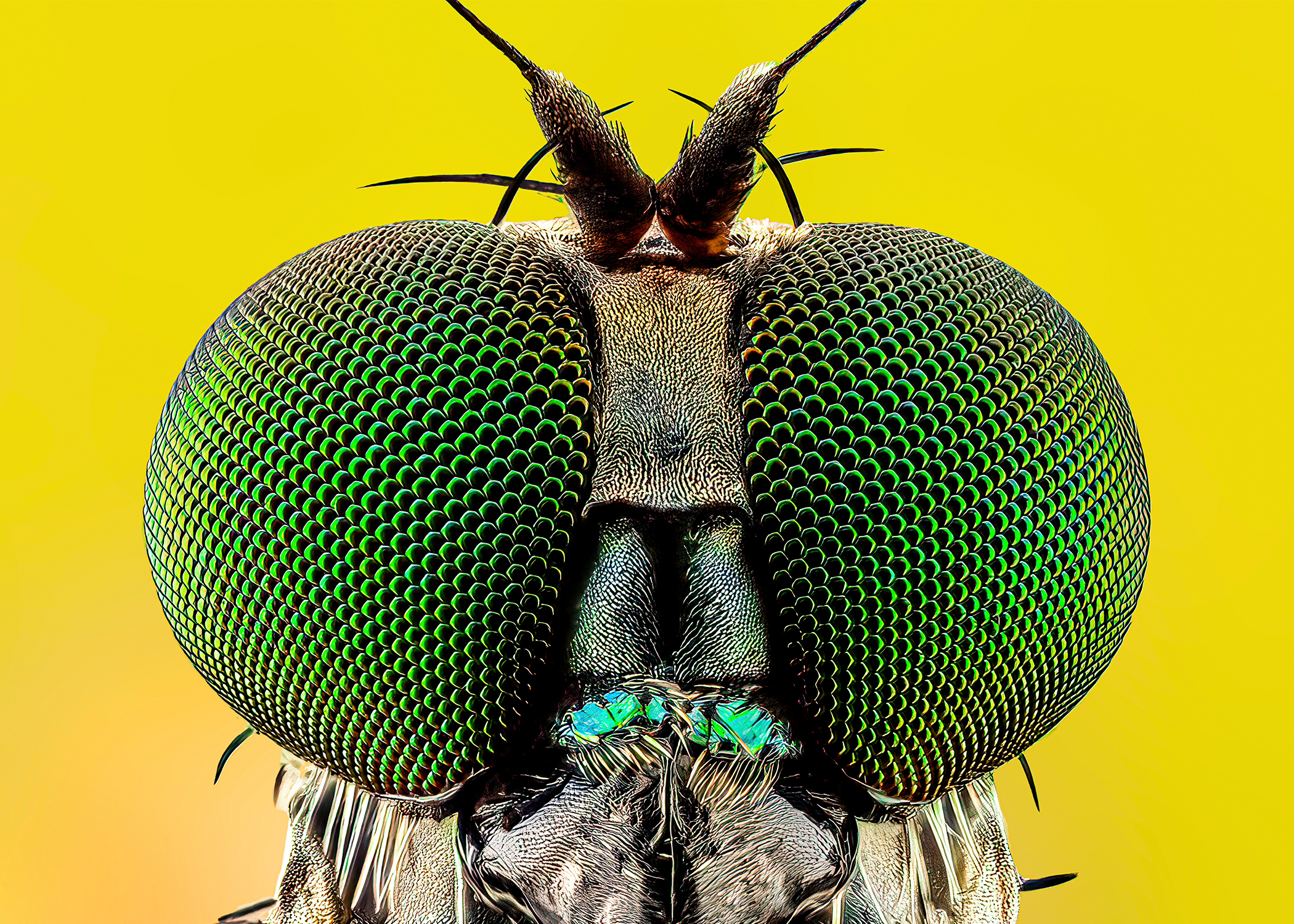 Long legged fly