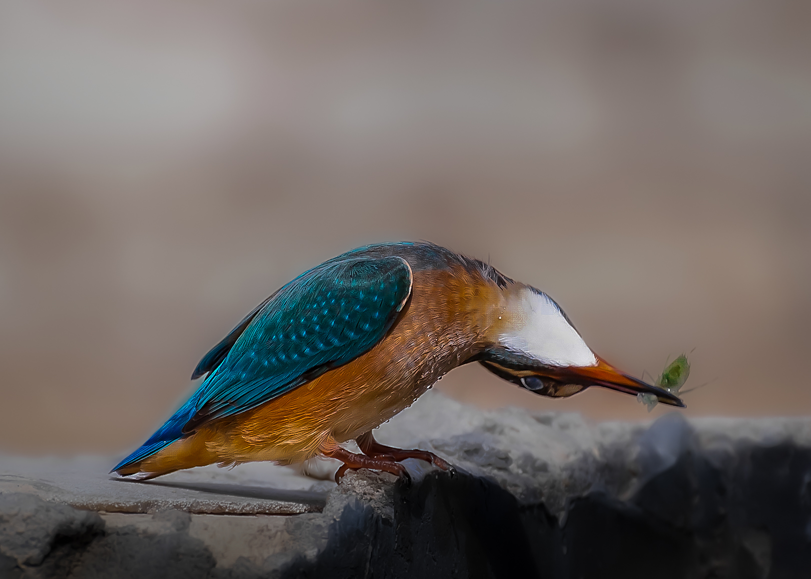 الرفراف الشائع ـ common kingfisher