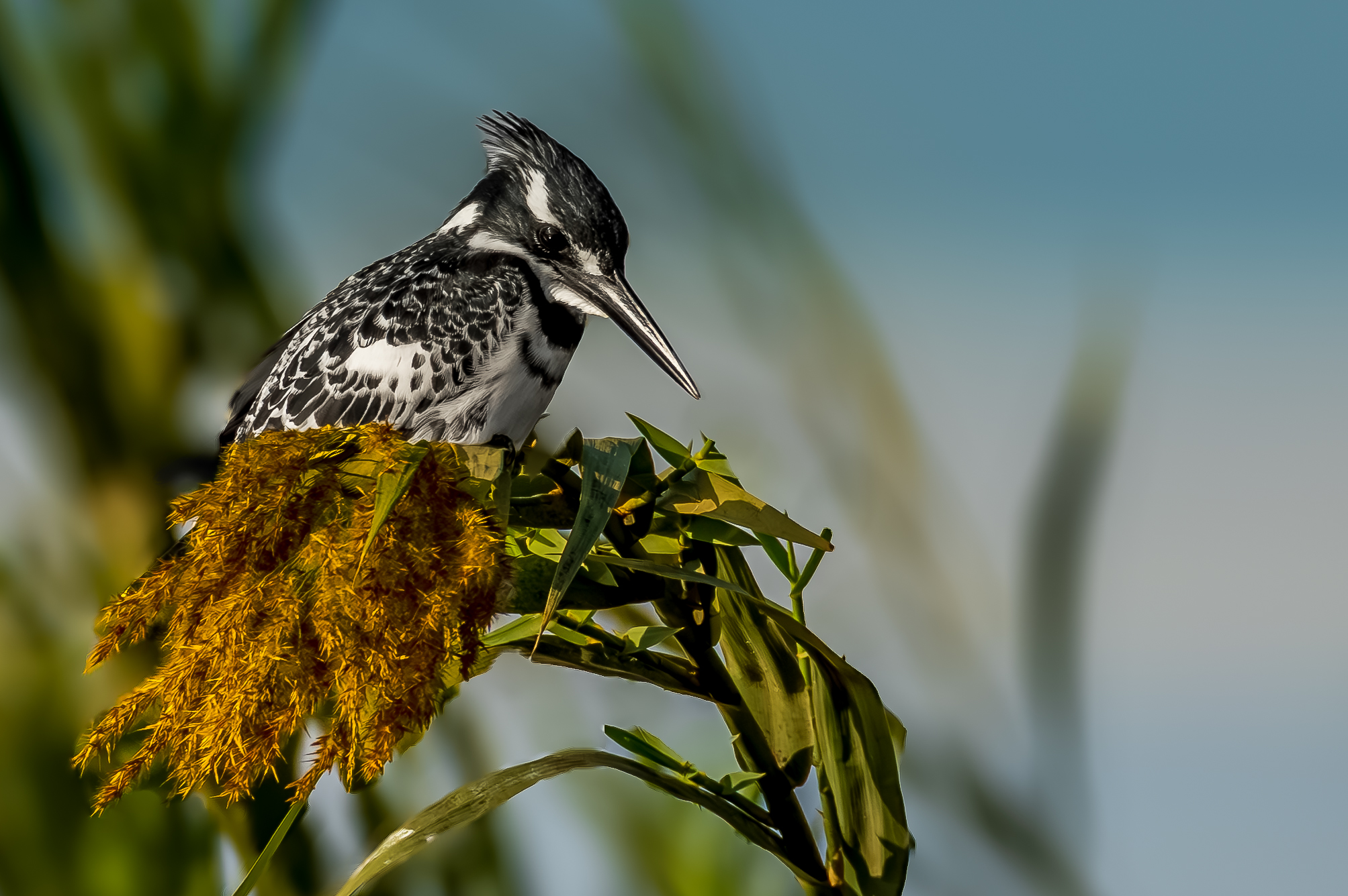 Kingfisher