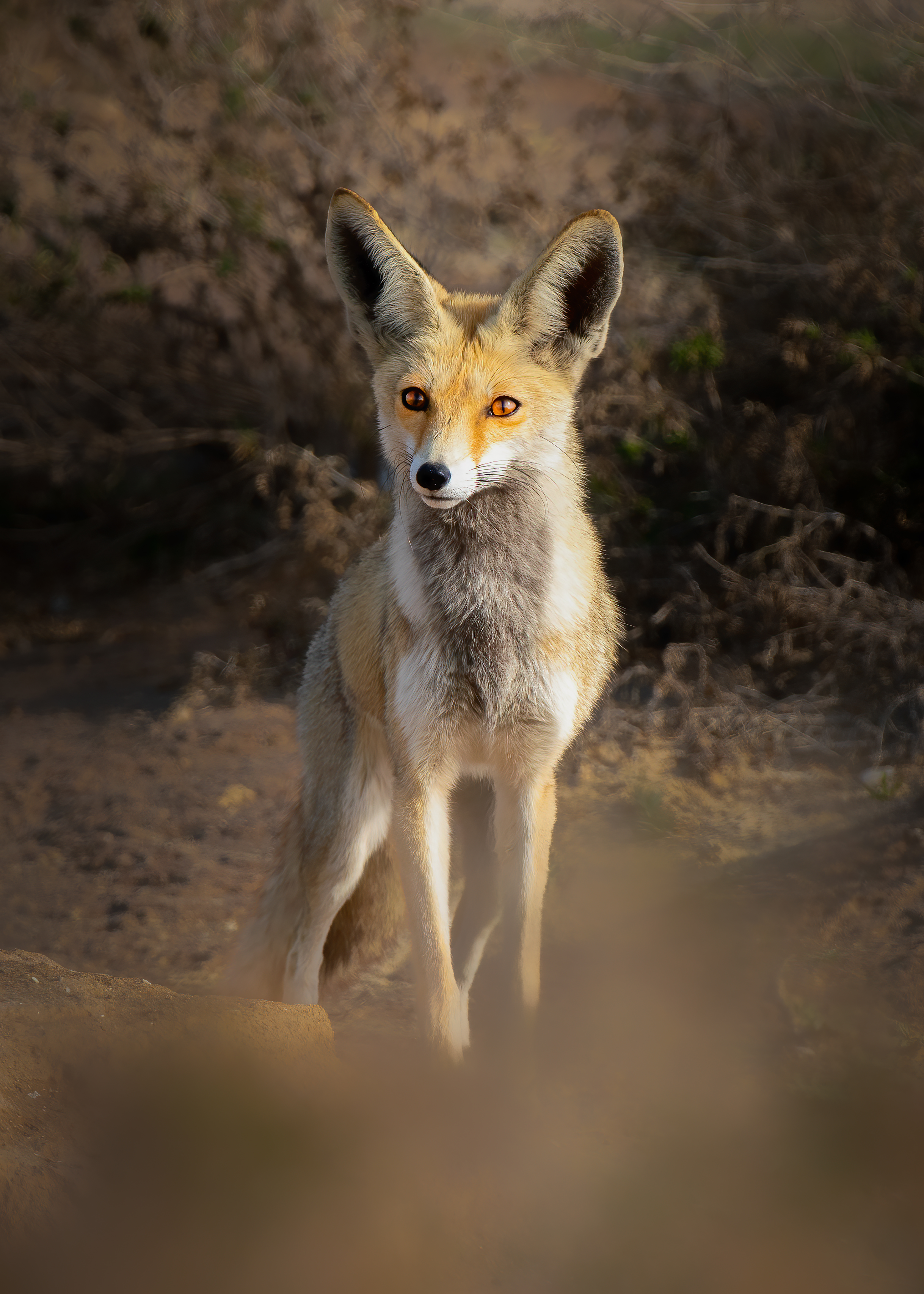 red fox 