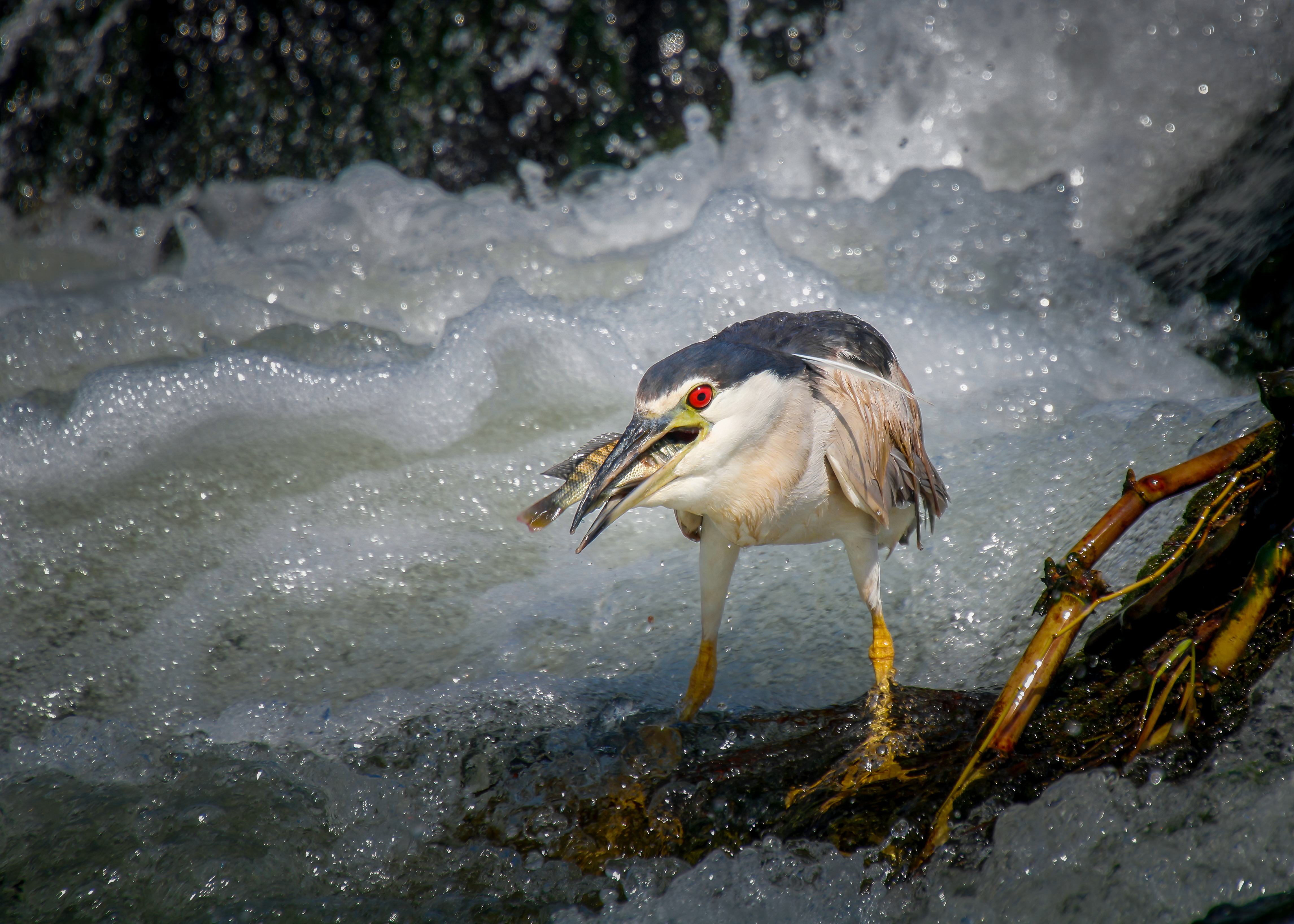 Black-crowned night heron