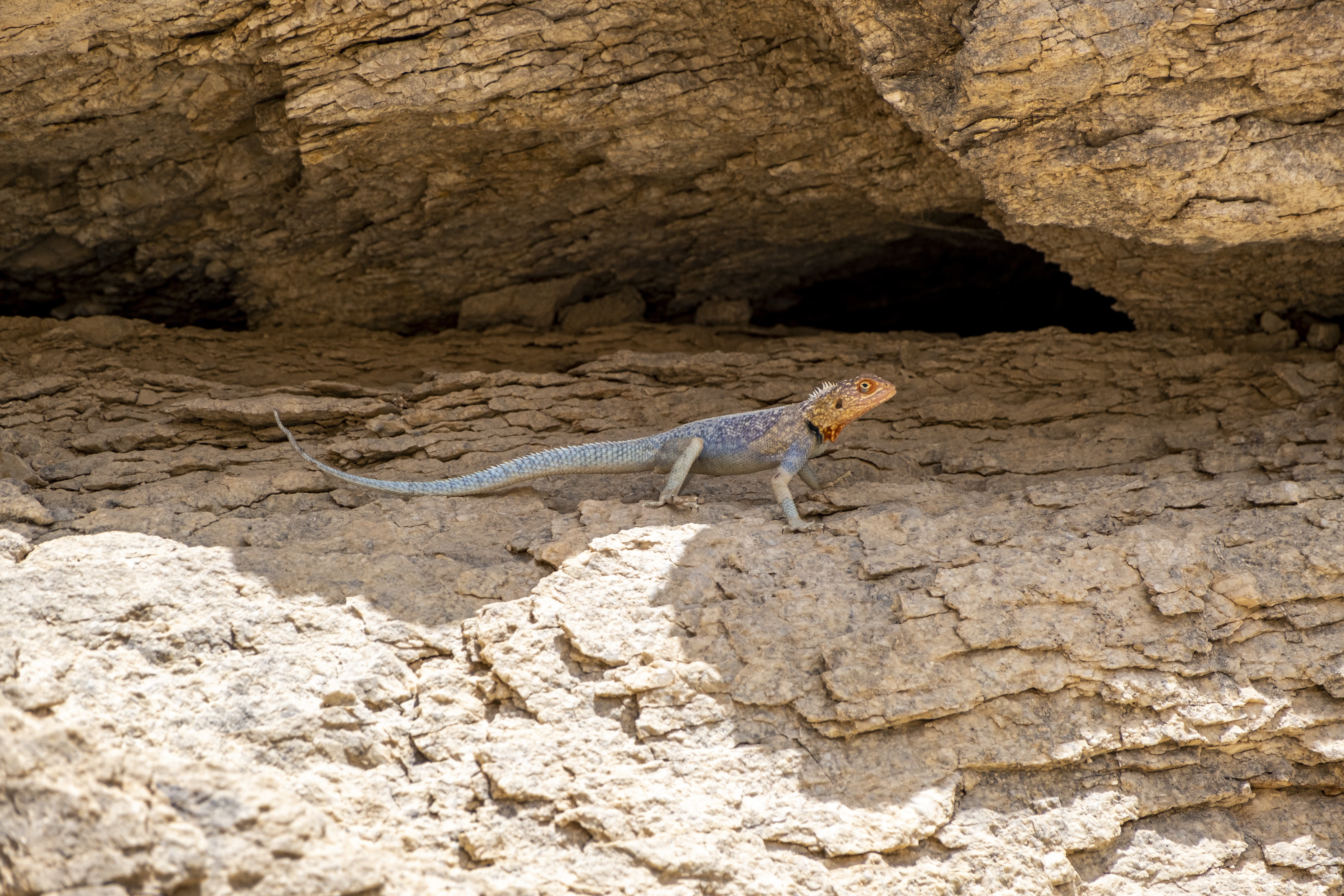 حرباء (  أغاما عجينية  ....   Doughy Agama  )