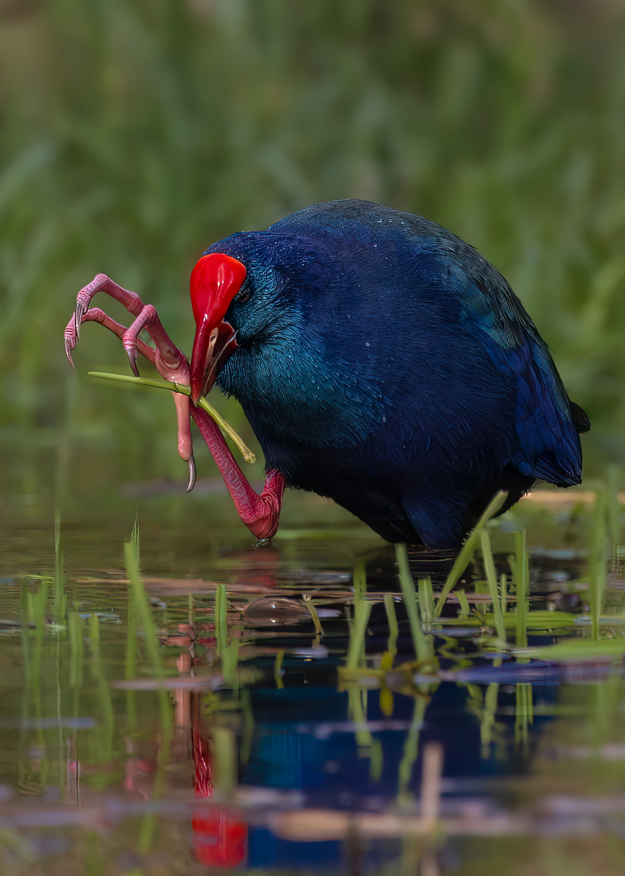 الدجاجة السلطانية - Purple Swamphen