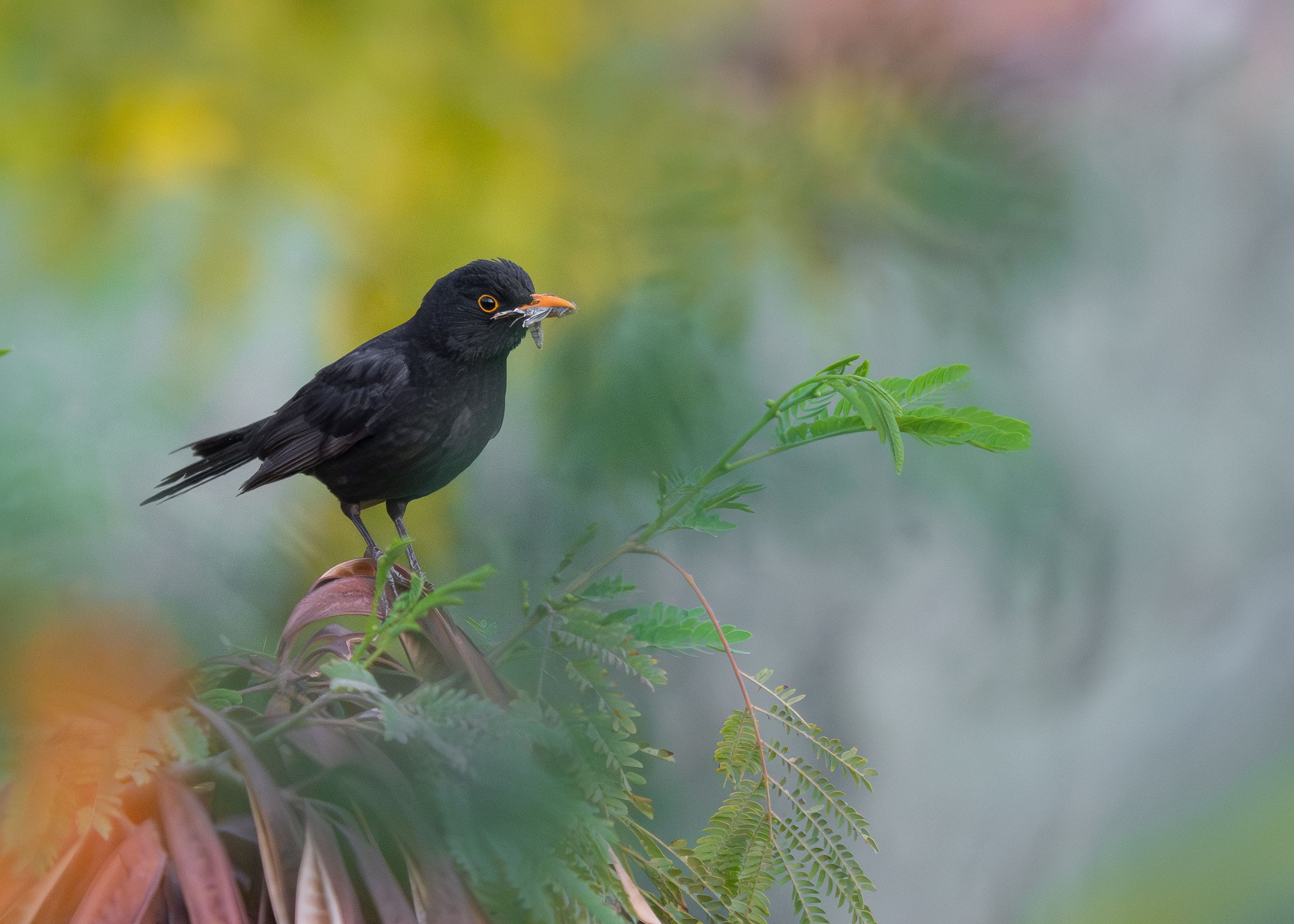 Eurasian black bird