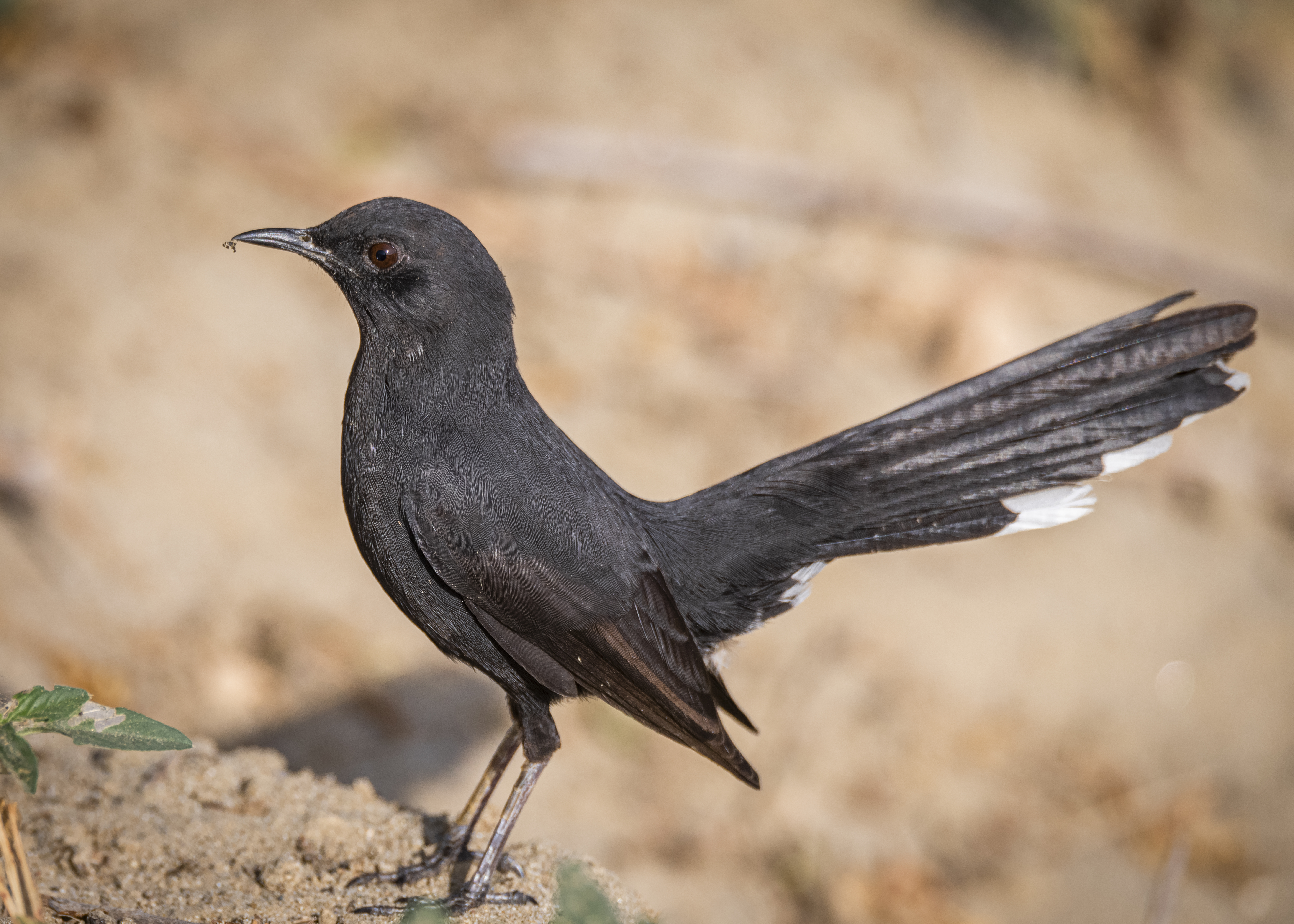 Black scrub robin