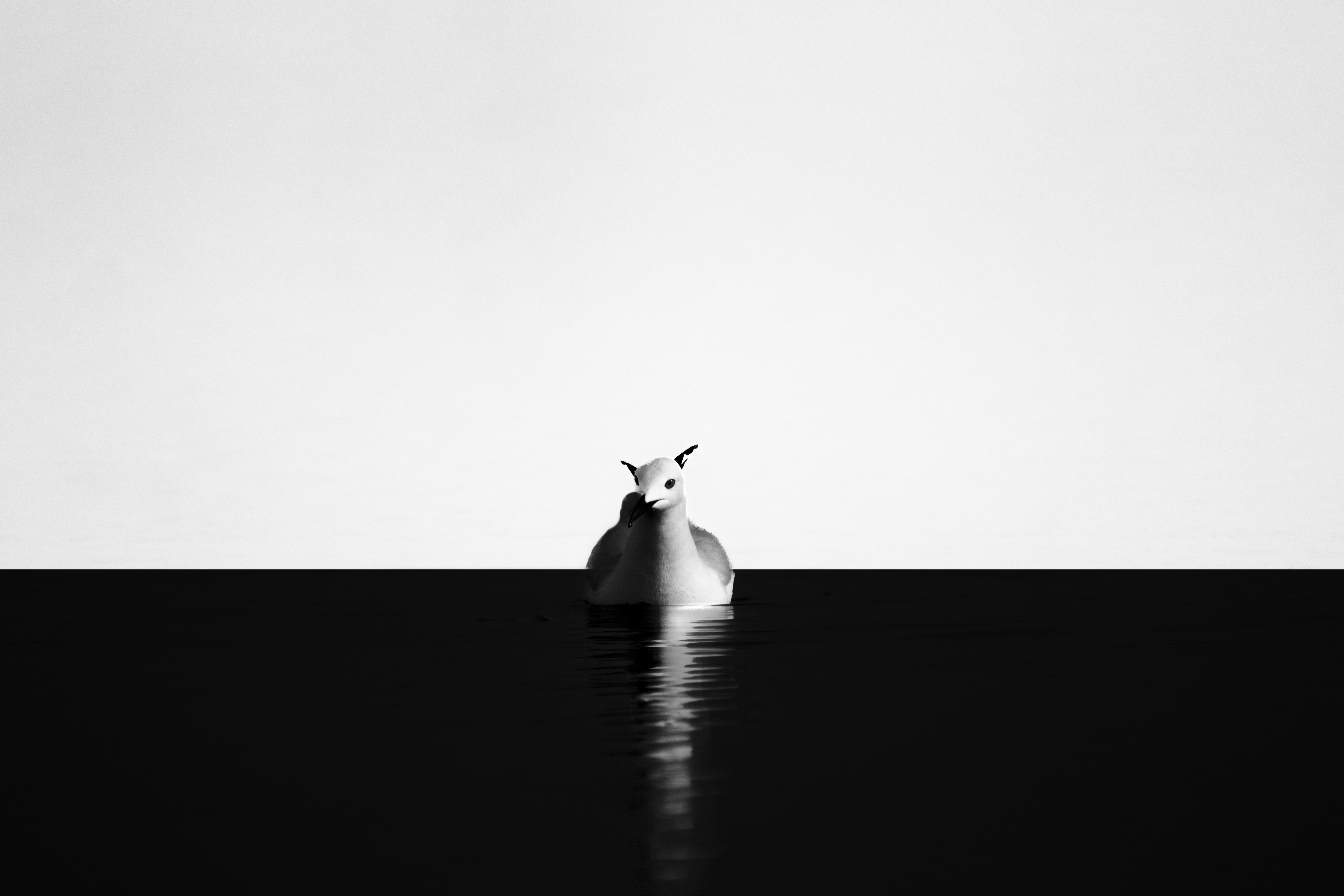 نورس أسود المنقار (Black-billed Gull) 