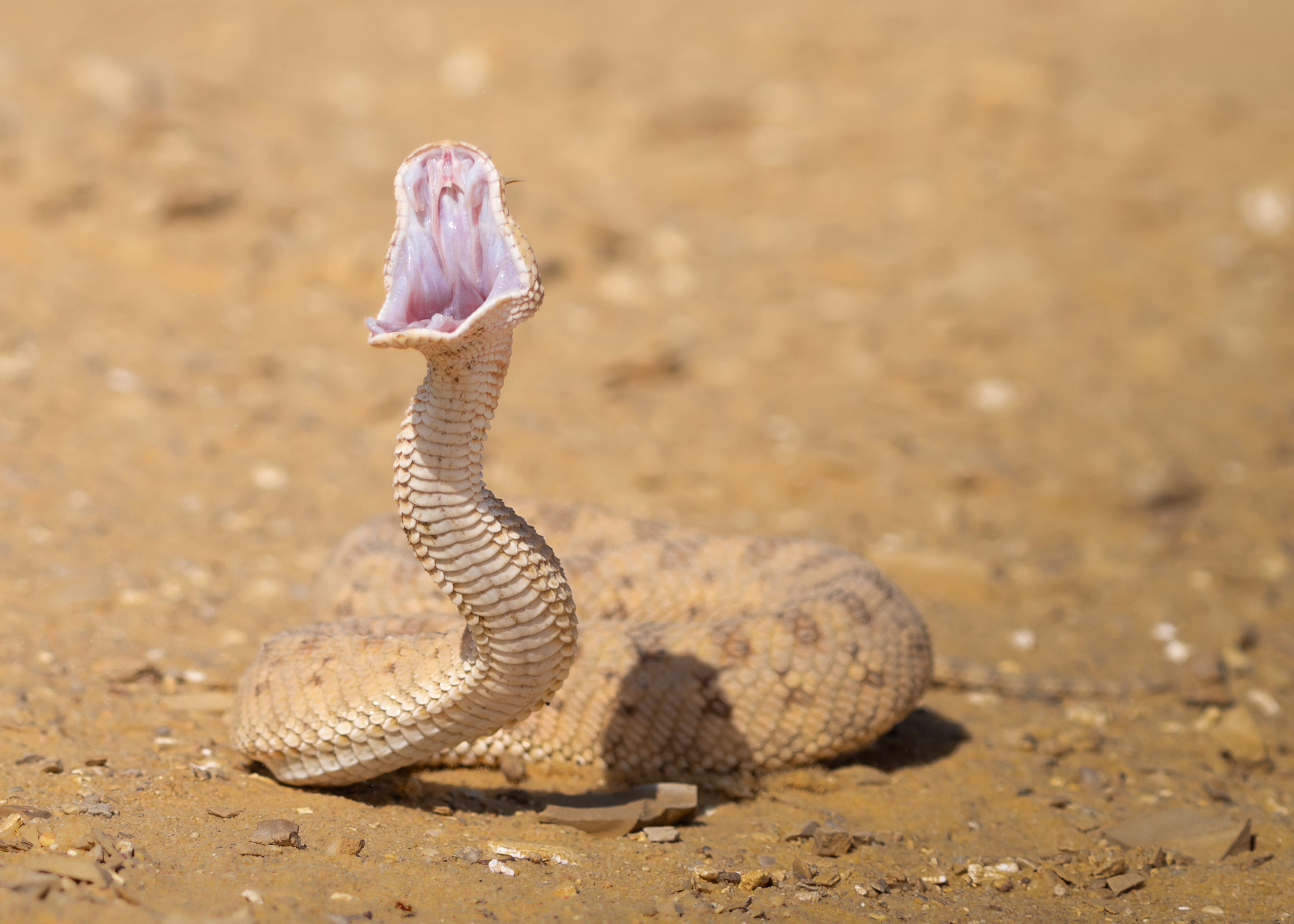 Desert Horned Viper