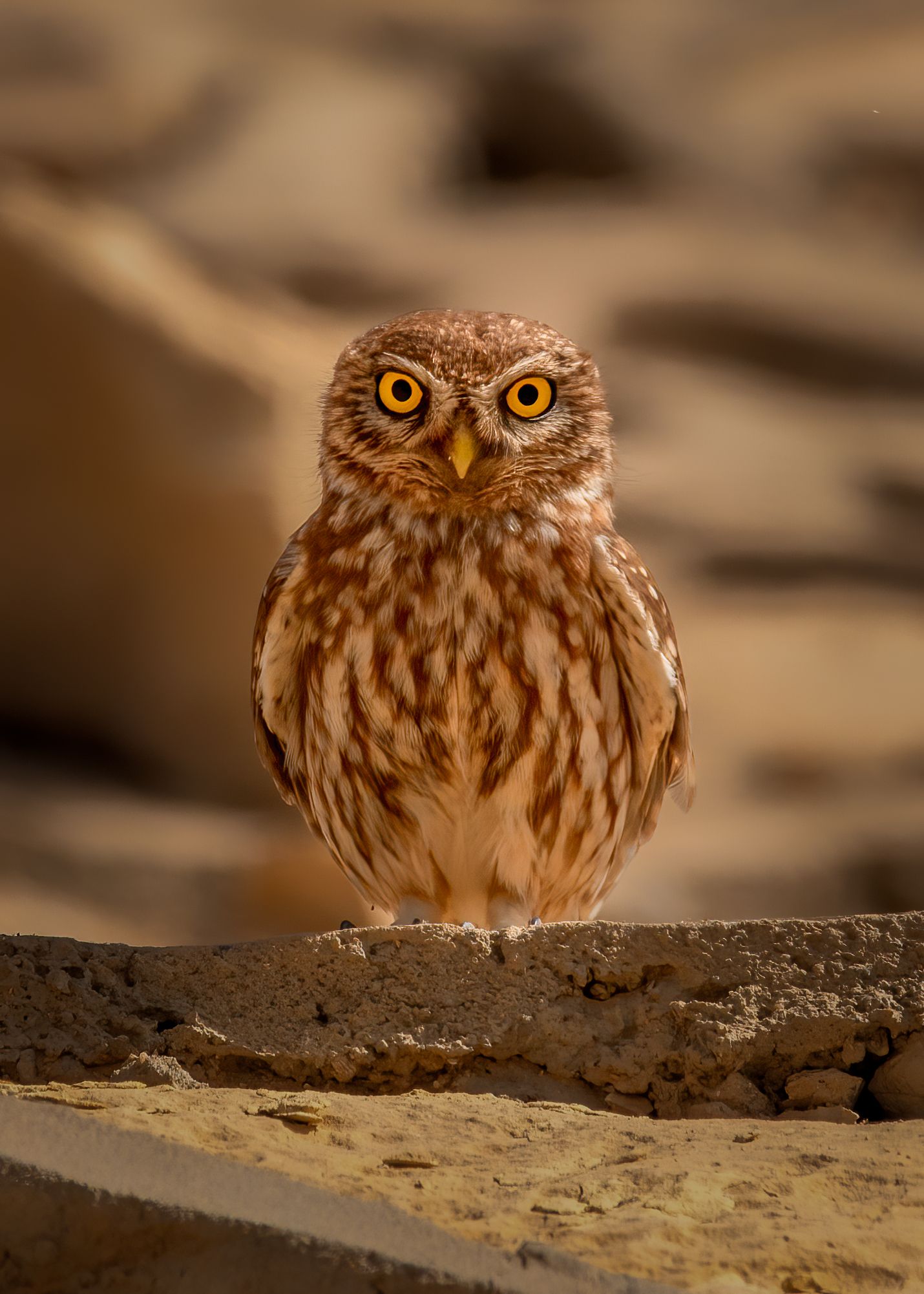 Little Owl