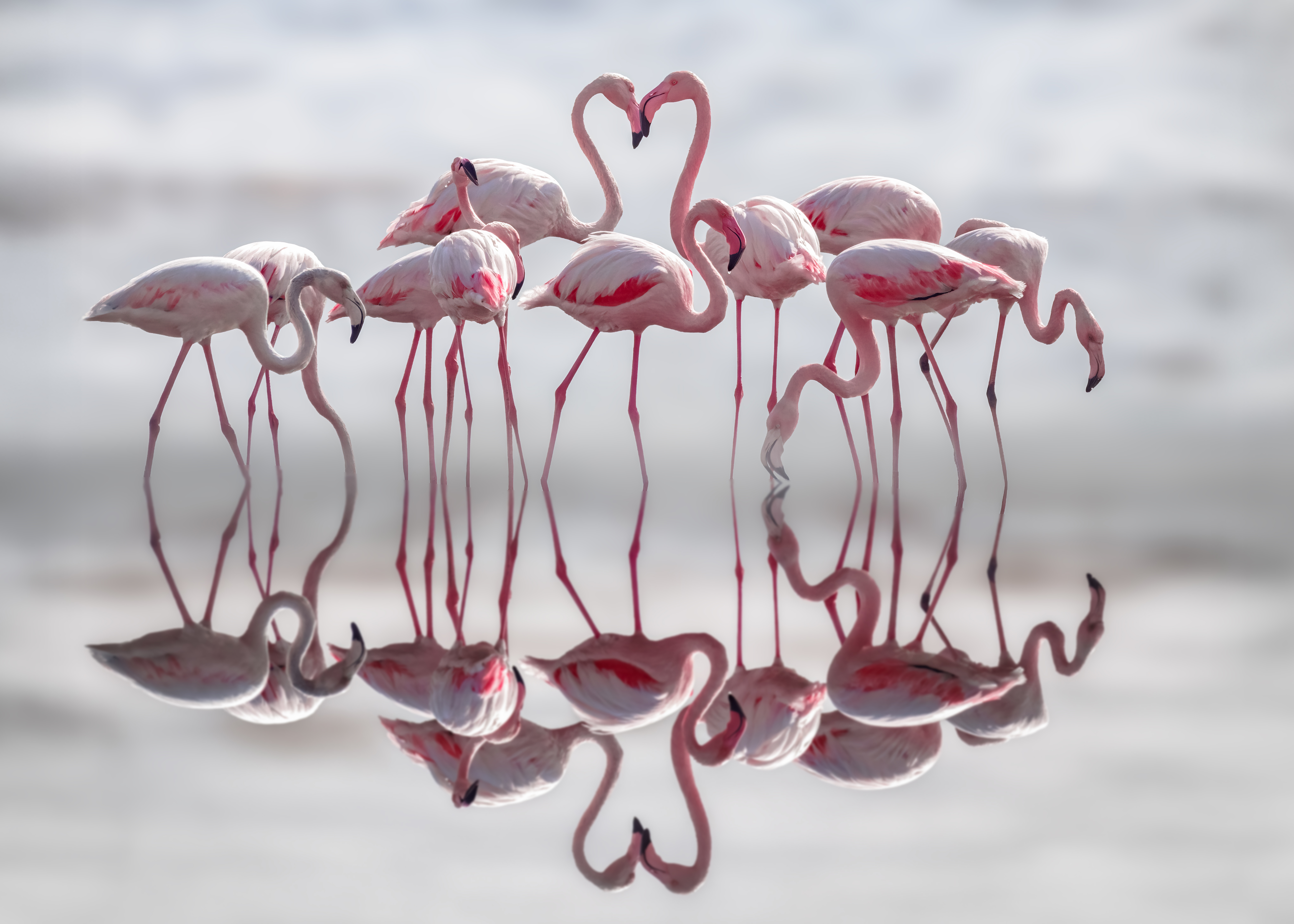 Flamingo 