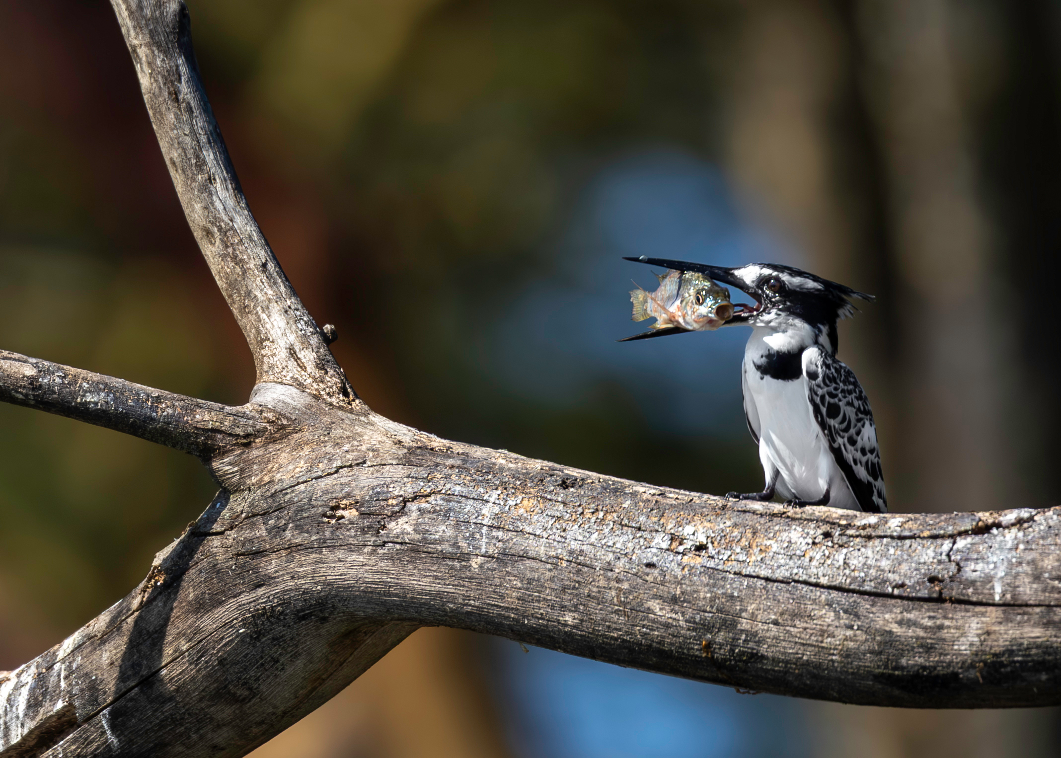 Pied King Fisher
