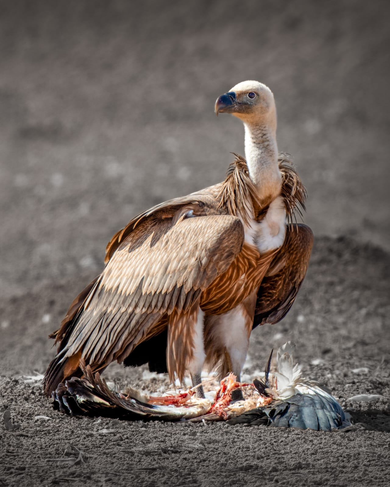 griffon vulture
