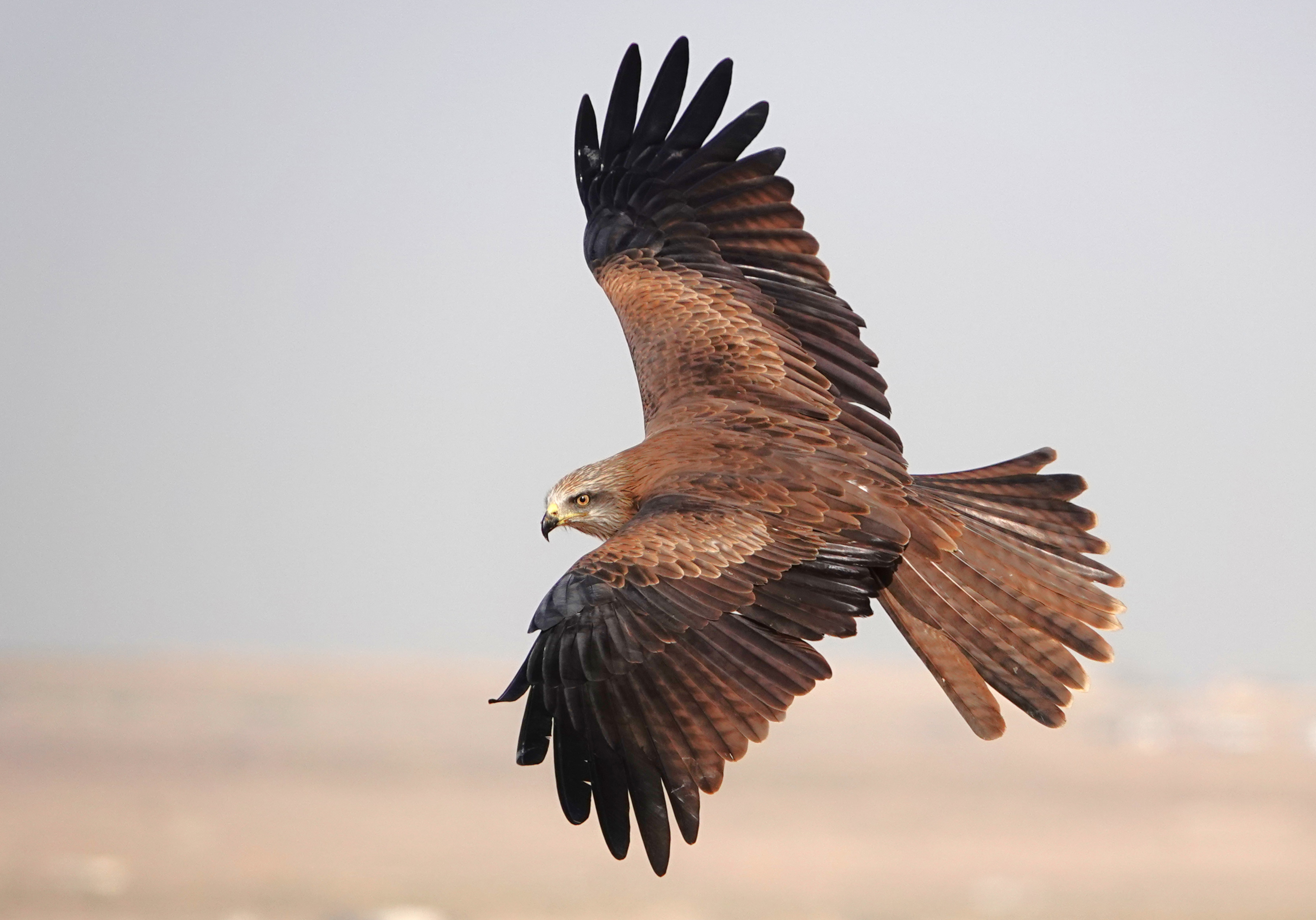 Black Kite - حداءة سوداء