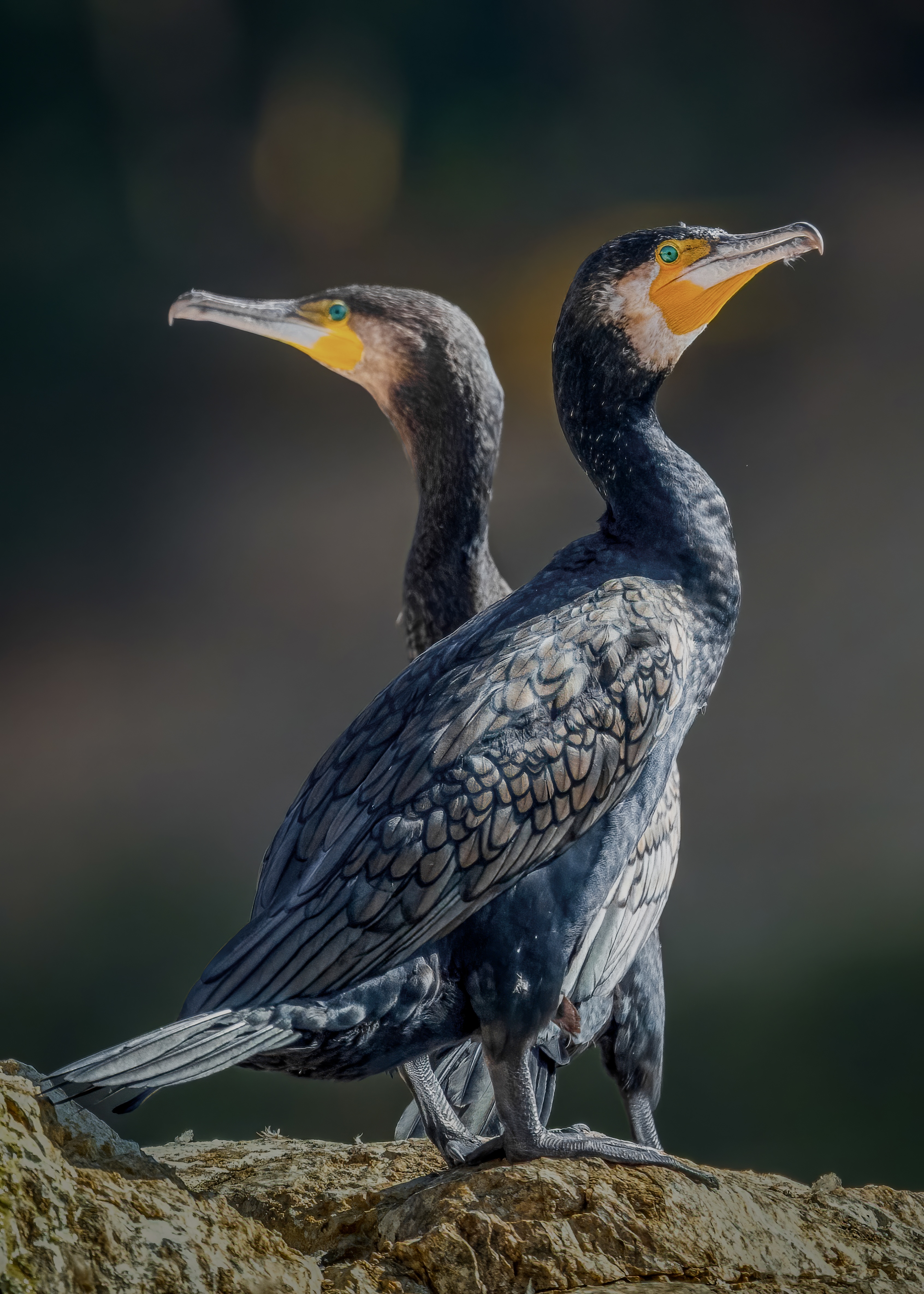 الغاق الكبير  Great Cormorant